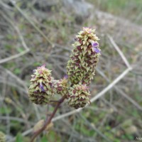 Coleus strobilifer (Roxb.) A.J.Paton